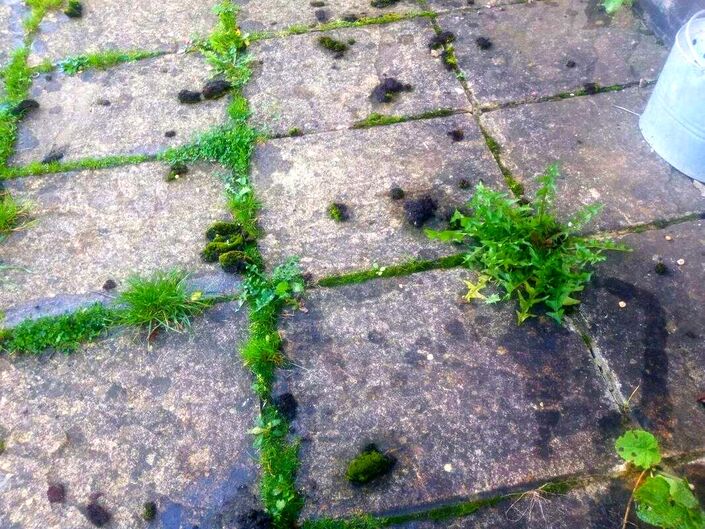 Weeds between paving