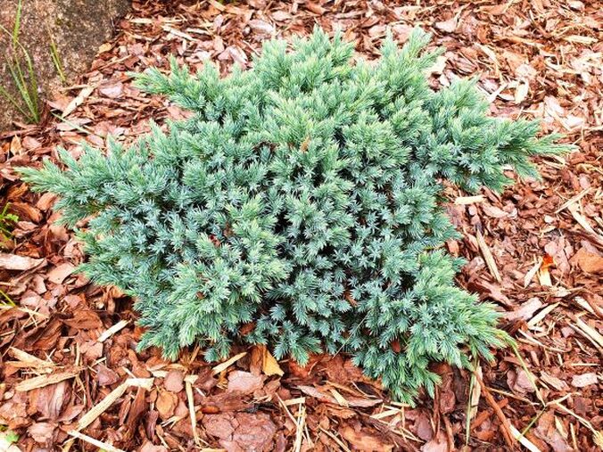 Juniperus blue star