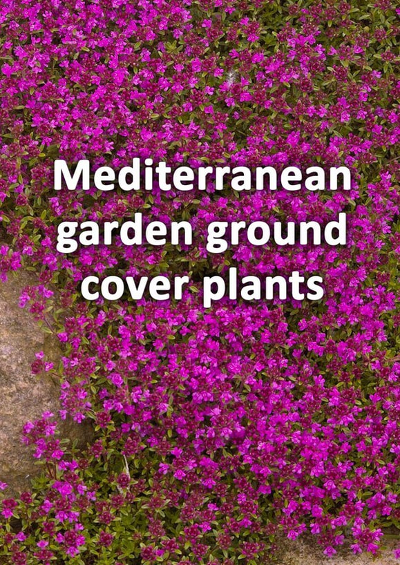 Mediterranean garden ground cover plants