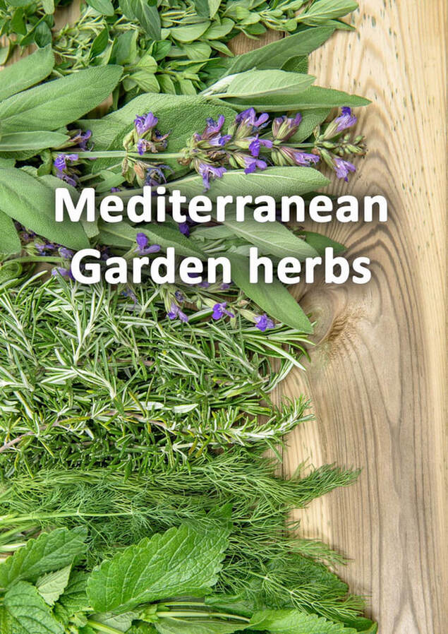 Mediterranean garden herbs