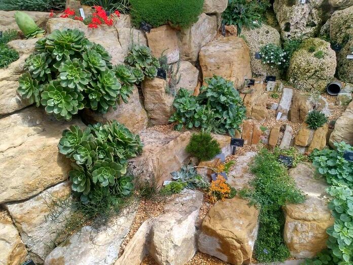Succulent rock garden