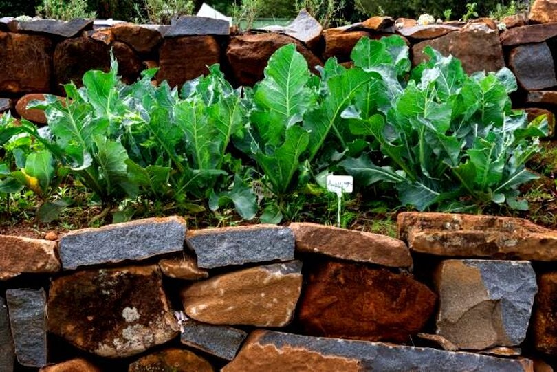 Raised beds with rocks