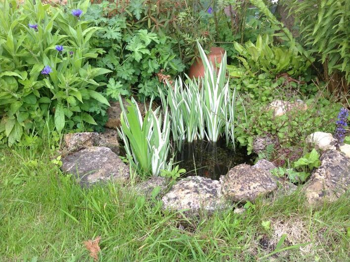 A small wildlife pond with attractive planting