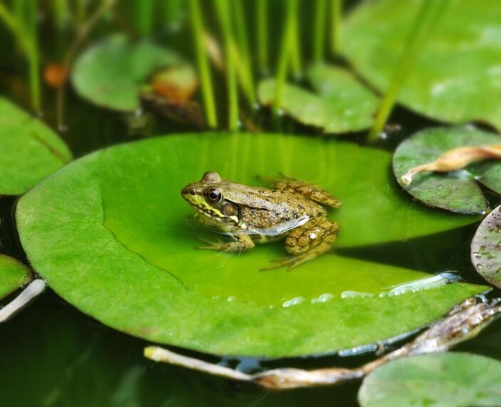 frog on a lily pad