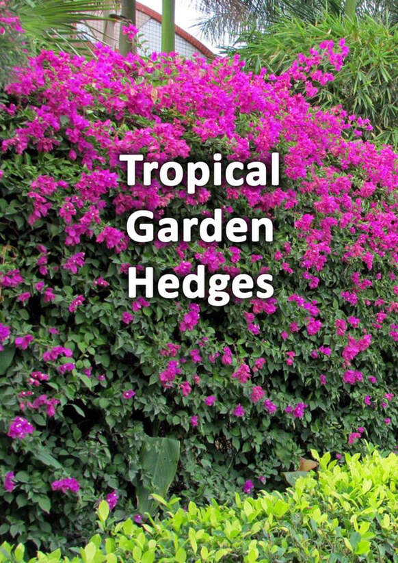 Tropical garden hedges