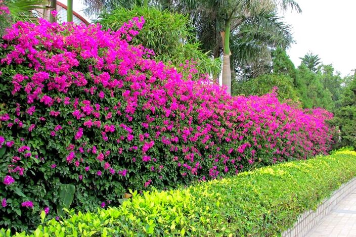 Tropical garden hedge with flowers
