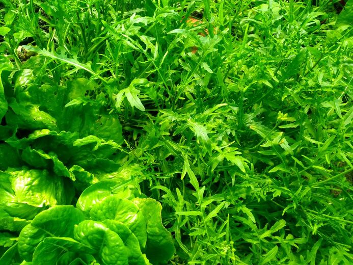 Ground cover vegetables