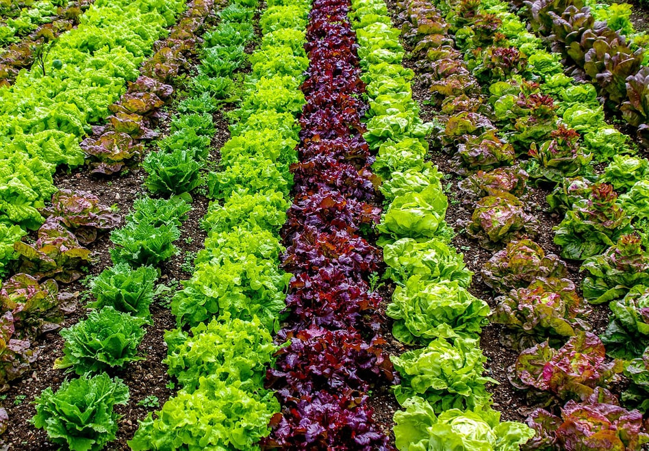 lines of contrasting lettuce 