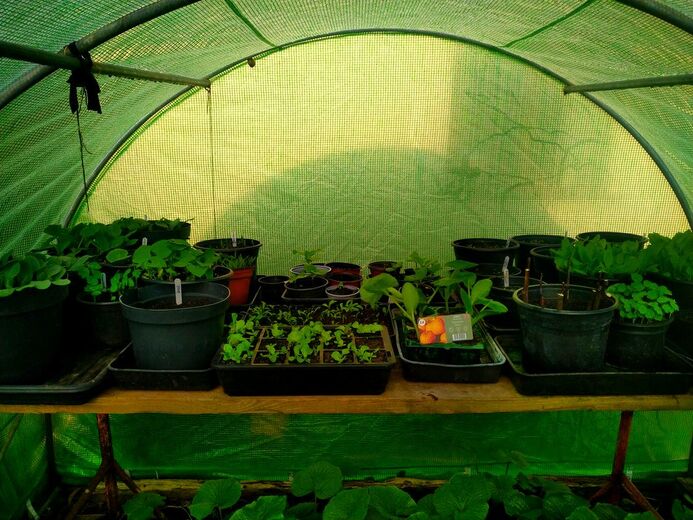 polytunnel growing
