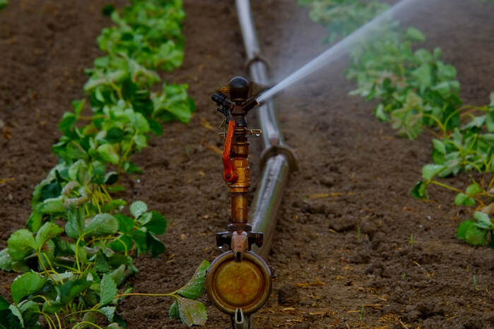 Vegetable garden irrigation