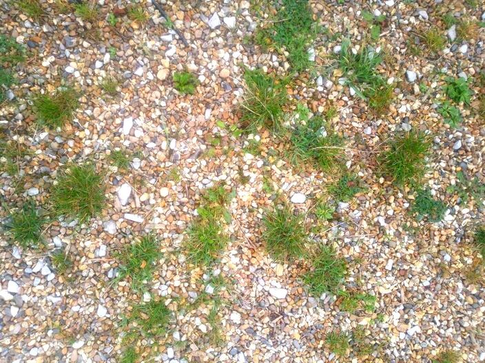 weeds in gravel