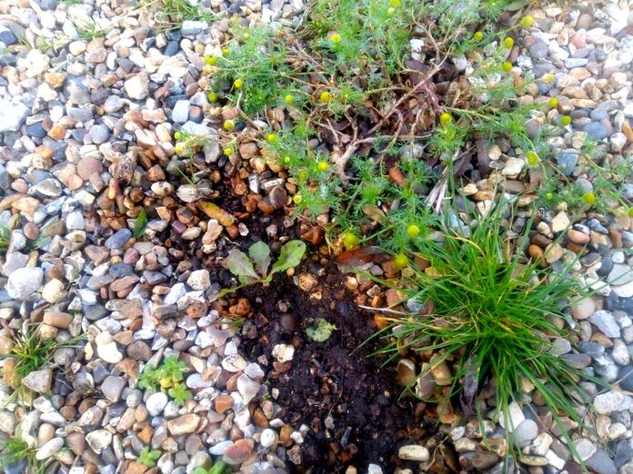 Very shallow gravel with weeds