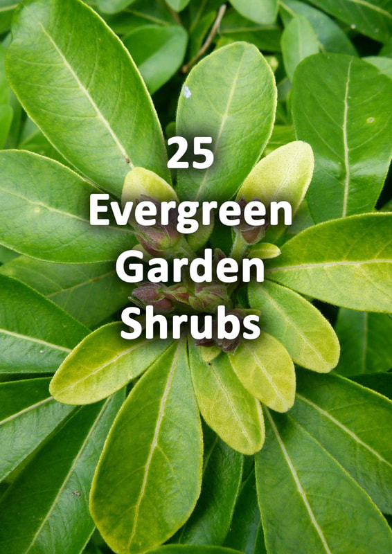 Evergreen garden shrubs