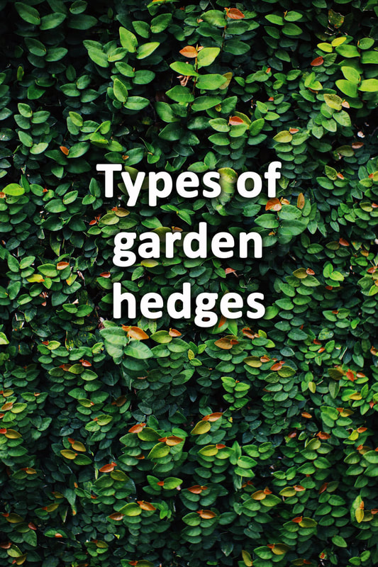 Types of garden hedges