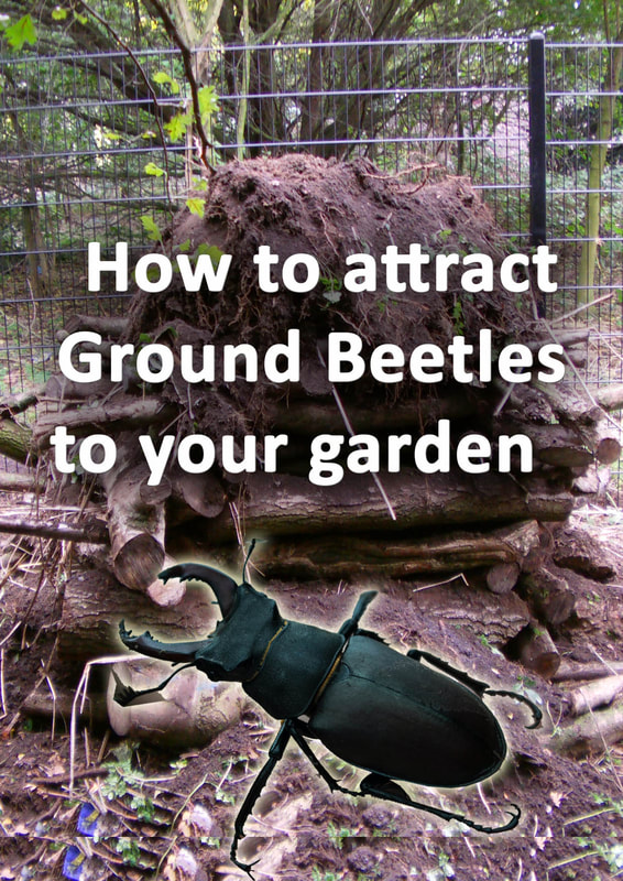 How to attract ground beetles to your garden