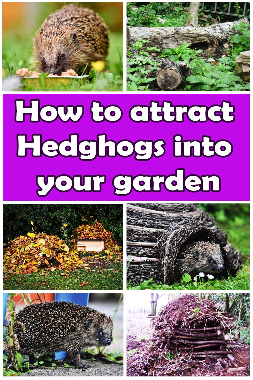 Hedgehog friendly garden