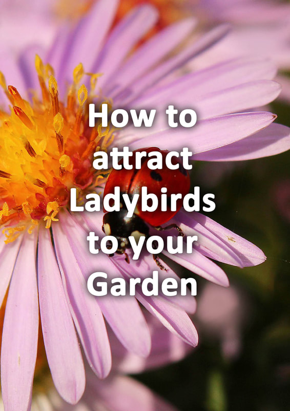 How to attract Ladybirds to your garden