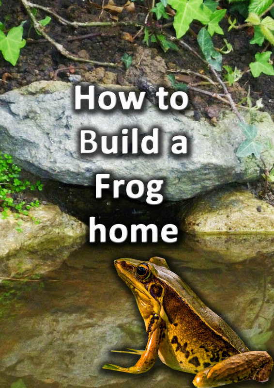 How to build a frog home