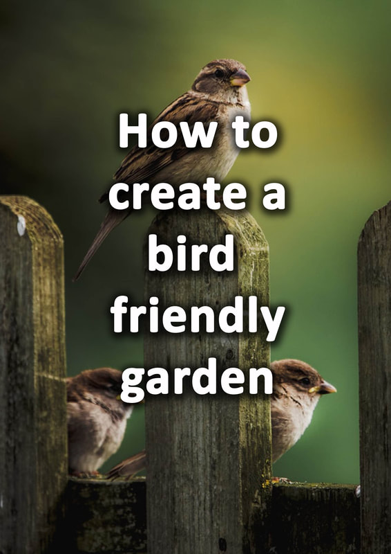 How to make your garden more bird friendly