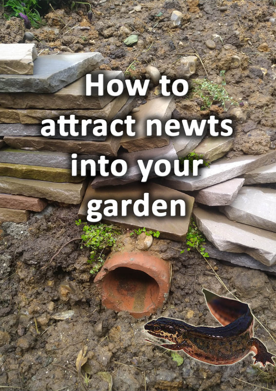 How to attract newts into your garden
