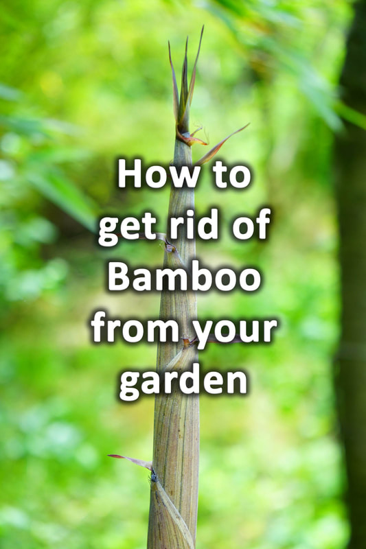 How to get rid of bamboo from your garden