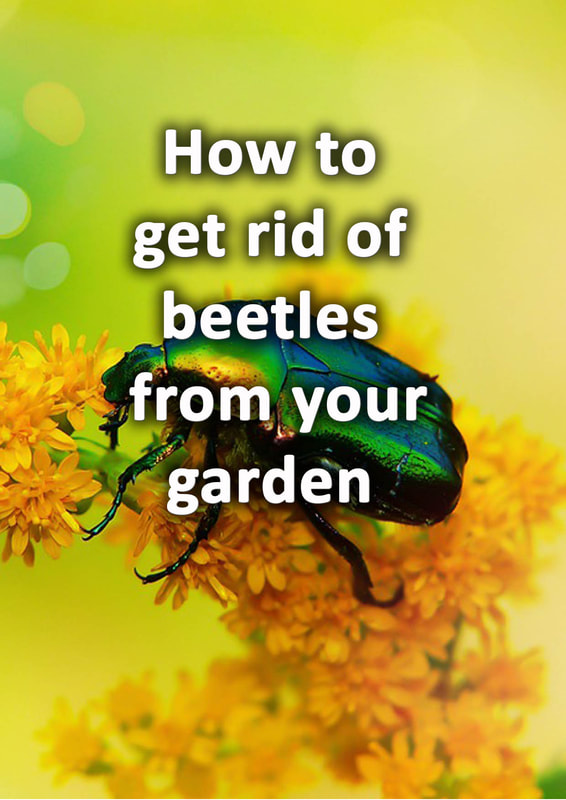 How to get rid of beetles from your garden 
