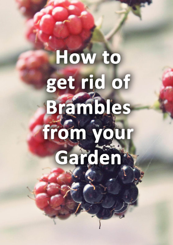 How to get rid of brambles from your garden
