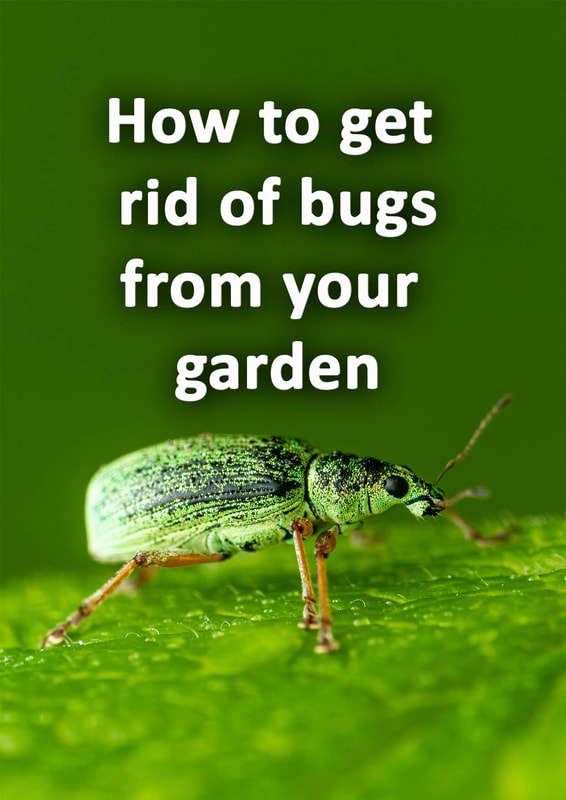 How to get rid of bugs from your garden