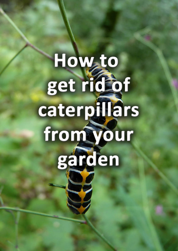 How to get rid of caterpillars from your garden