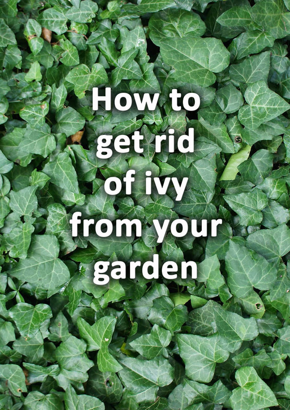 How to get rid of ivy from your garden