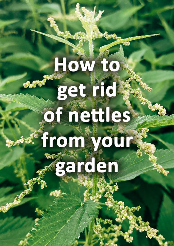 How to get rid of nettles from your garden