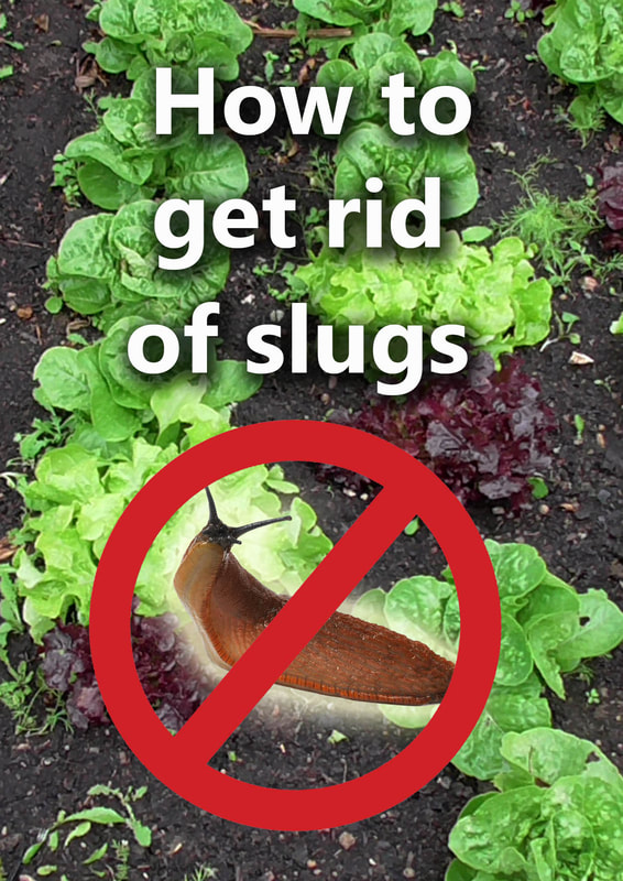 How to get rid of slugs from your garden