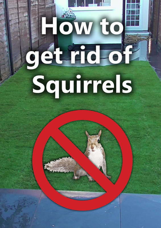 How to get rid of squirrels from your garden