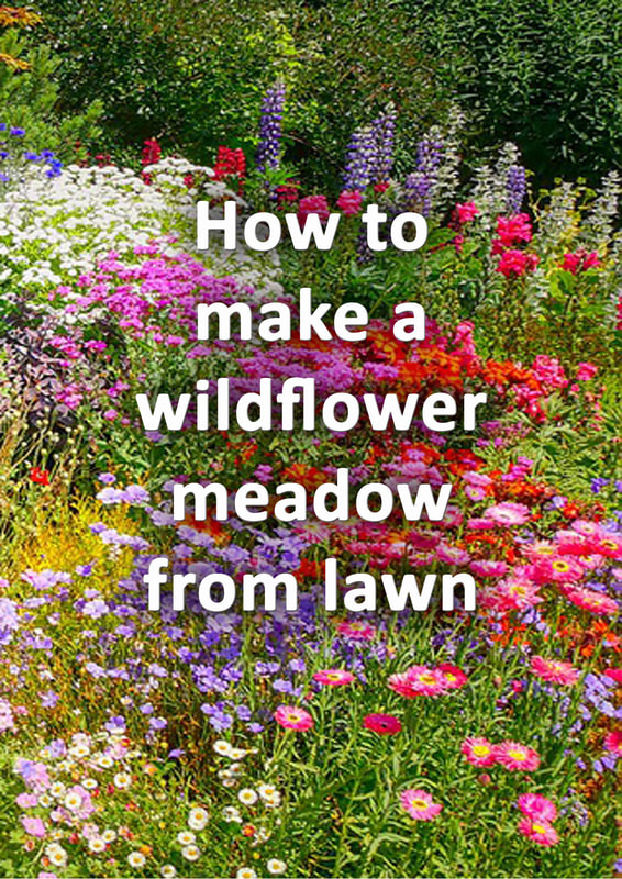 How to make a wildflower meadow from lawn