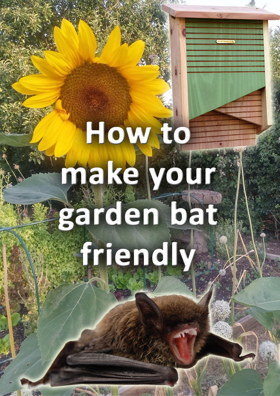 How to make your garden bat friendly
