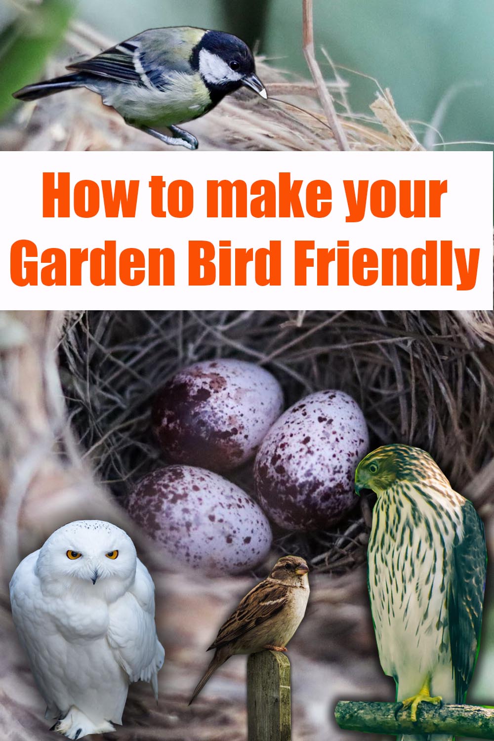 Bird friendly garden