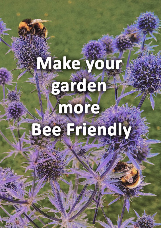 How to make your garden more bee friendly