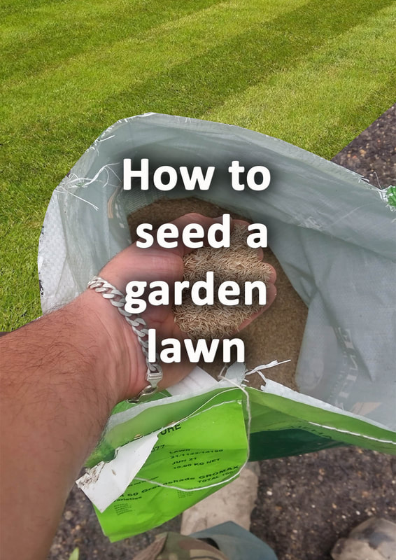 How to seed a lawn