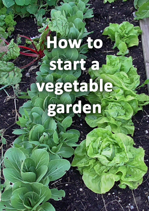 How to start a vegetable garden