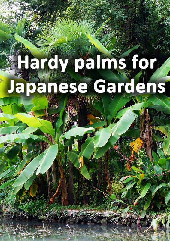 Hardy palms for Japanese gardens
