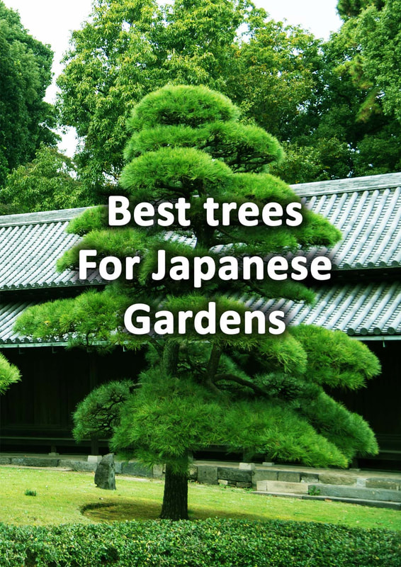 Best trees for Japanese Gardens 
