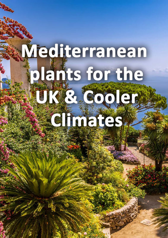 25 Mediterranean plants for the UK & cooler climates