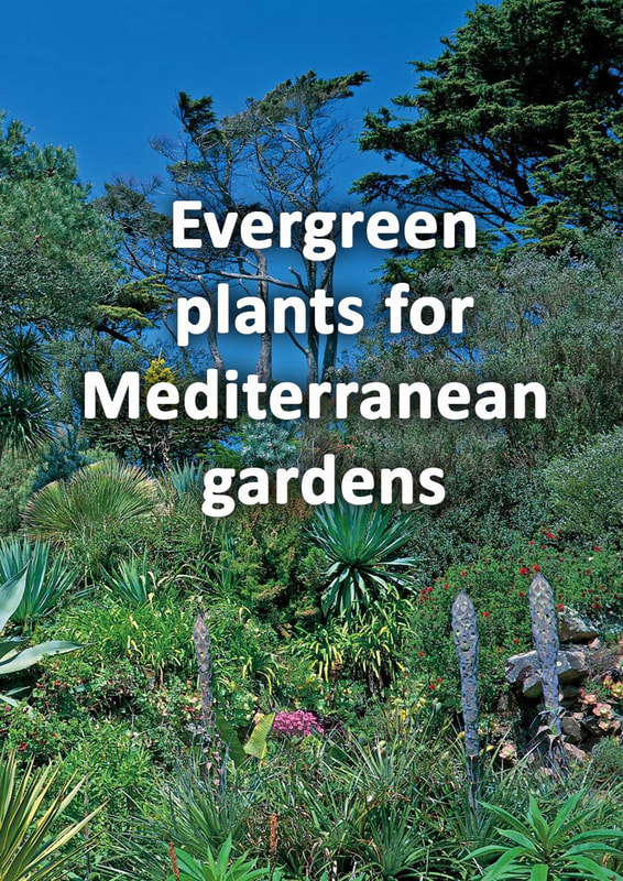 Evergreen plants for Mediterranean gardens