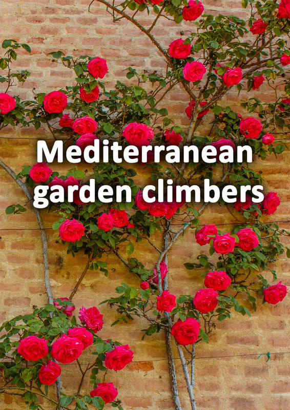 Mediterranean garden climbers