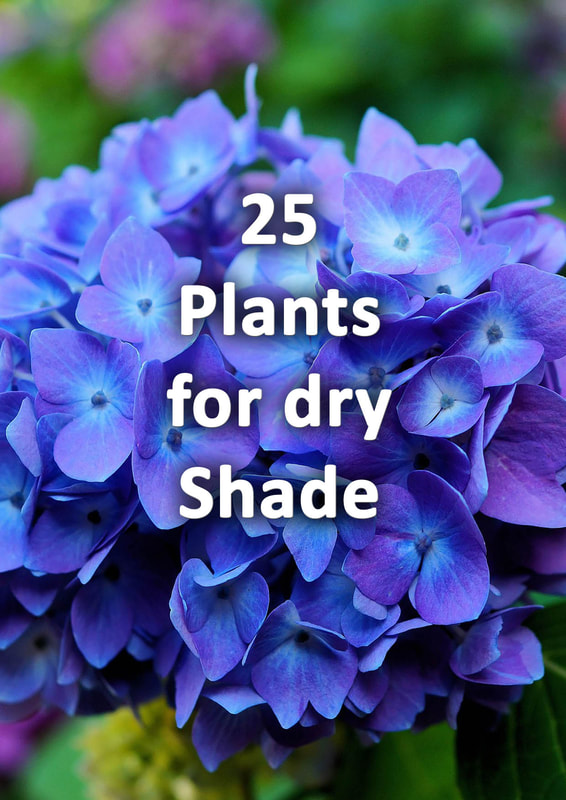 Plants for dry shade