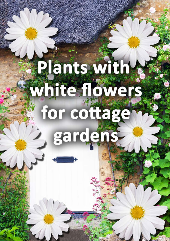 Plants with white flowers for cottage gardenss