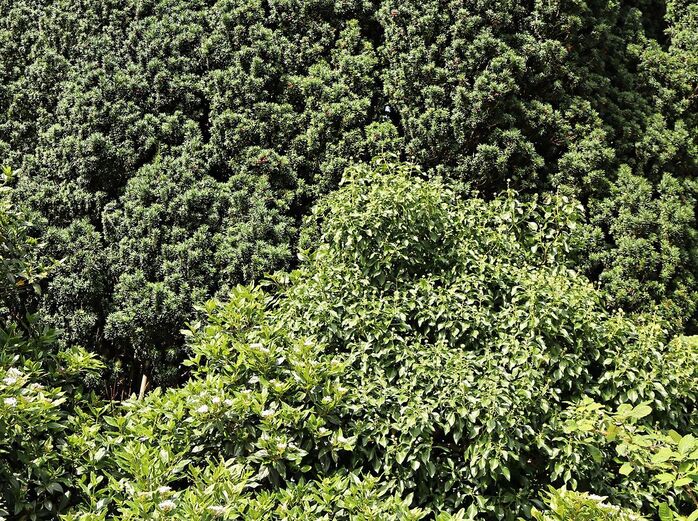 Evergreen hedge
