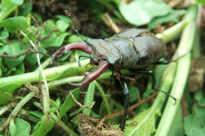 Ground stag beetle