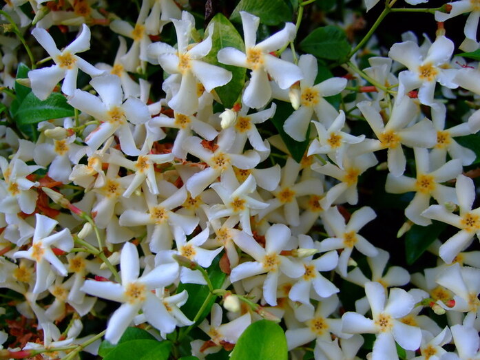 Star jasmine