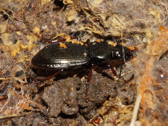 black clock beetle